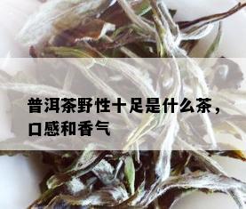 普洱茶野性十足是什么茶，口感和香气