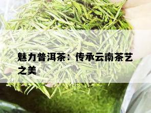 魅力普洱茶：传承云南茶艺之美