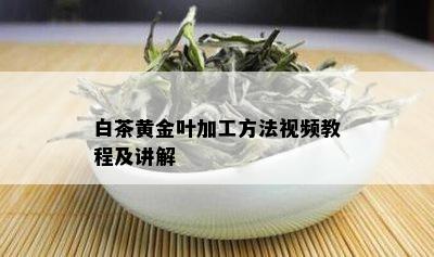 白茶黄金叶加工方法视频教程及讲解