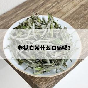 老枞白茶什么口感喝？