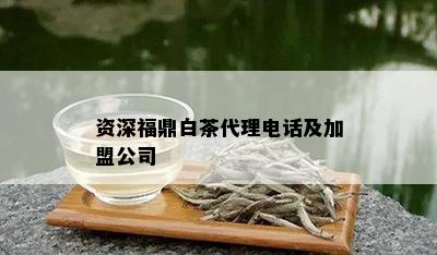 资深福鼎白茶代理电话及加盟公司