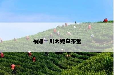 福鼎一川太姥白茶堂