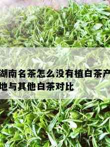 湖南名茶怎么没有植白茶产地与其他白茶对比