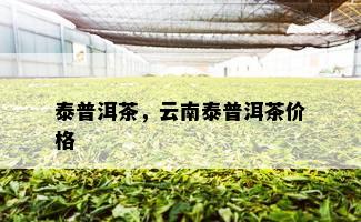 泰普洱茶，云南泰普洱茶价格