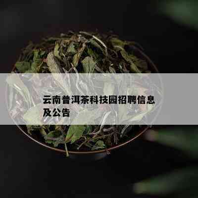 云南普洱茶科技园招聘信息及公告