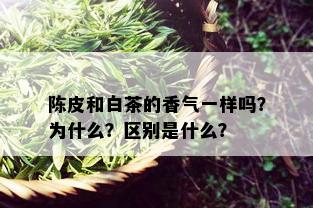 陈皮和白茶的香气一样吗？为什么？区别是什么？