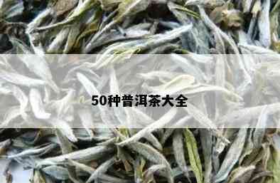 50种普洱茶大全