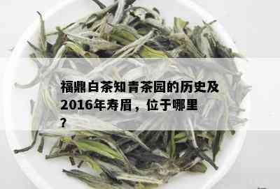 福鼎白茶知青茶园的历史及2016年寿眉，位于哪里？