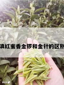 滇红蜜香金锣和金针的区别