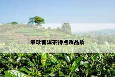 章珍普洱茶特点及品质