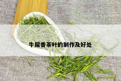 牛屎香茶叶的制作及好处