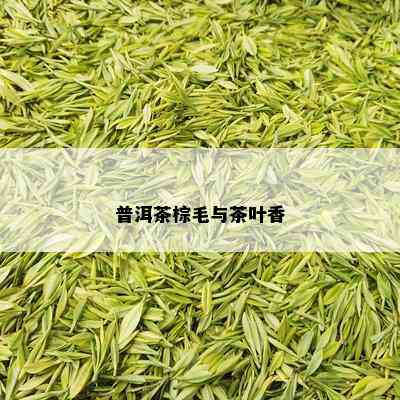 普洱茶棕毛与茶叶香