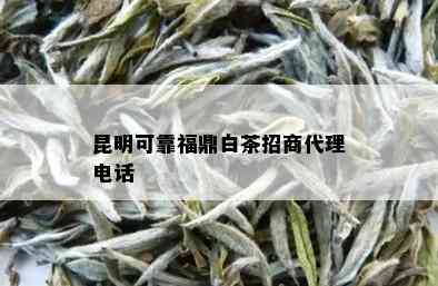 昆明可靠福鼎白茶招商代理电话