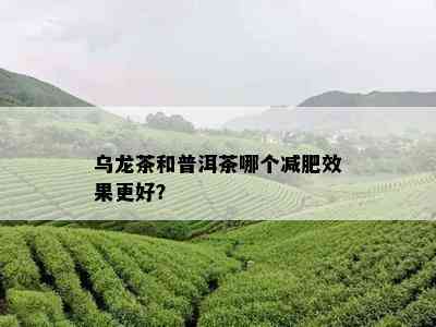 乌龙茶和普洱茶哪个减肥效果更好？