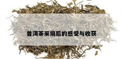 普洱茶采摘后的感受与收获