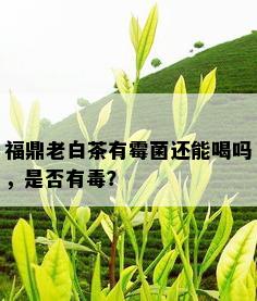 福鼎老白茶有霉菌还能喝吗，是否有？