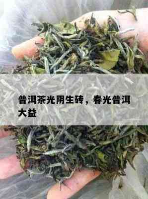 普洱茶光阴生砖，春光普洱大益