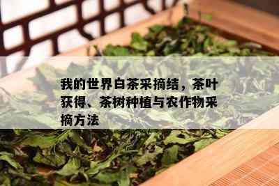 我的世界白茶采摘结，茶叶获得、茶树种植与农作物采摘方法