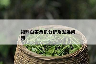 福鼎白茶危机分析及发展问题