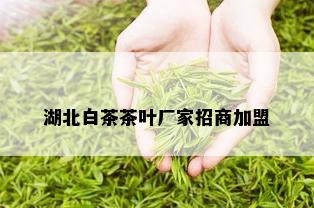 湖北白茶茶叶厂家招商加盟