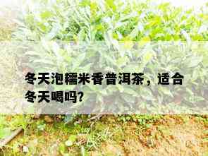 冬天泡糯米香普洱茶，适合冬天喝吗？