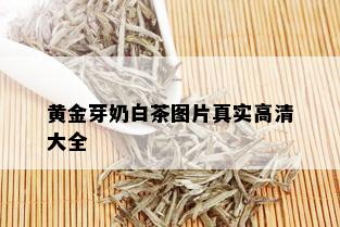 黄金芽奶白茶图片真实高清大全