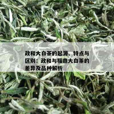 政和大白茶的起源、特点与区别：政和与福鼎大白茶的差异及品种解析