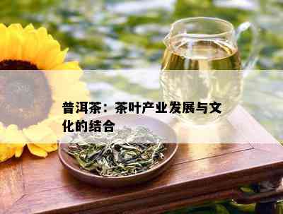 普洱茶：茶叶产业发展与文化的结合