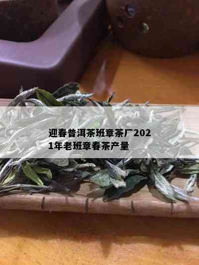 迎春普洱茶班章茶厂2021年老班章春茶产量