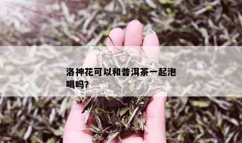 洛神花可以和普洱茶一起泡喝吗？