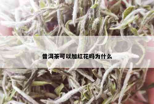 普洱茶可以加红花吗为什么