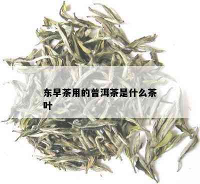 东早茶用的普洱茶是什么茶叶