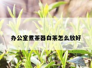 办公室煮茶器白茶怎么放好