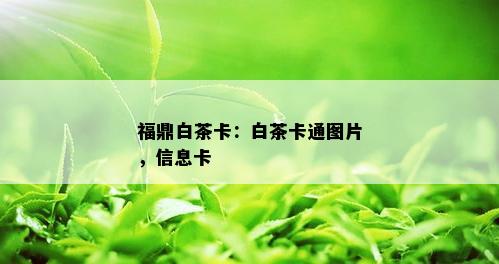 福鼎白茶卡：白茶卡通图片，信息卡