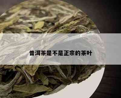 普洱茶是不是正宗的茶叶