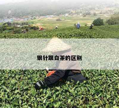 银针跟白茶的区别