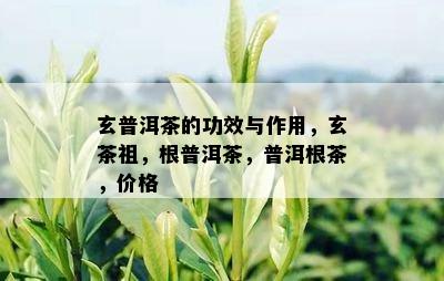 玄普洱茶的功效与作用，玄茶祖，根普洱茶，普洱根茶，价格