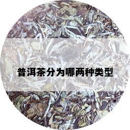 普洱茶分为哪两种类型