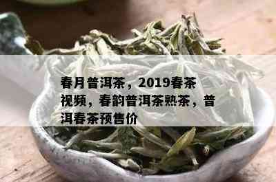 春月普洱茶，2019春茶视频，春韵普洱茶熟茶，普洱春茶预售价