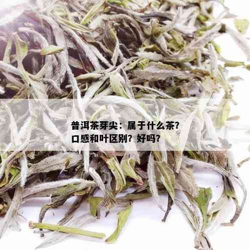 普洱茶芽尖：属于什么茶？口感和叶区别？好吗？