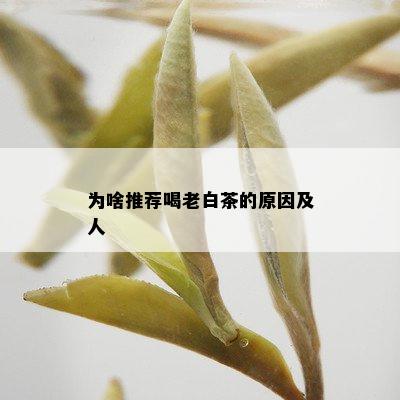 为啥推荐喝老白茶的原因及人