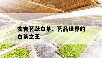 安吉茗跃白茶：茗品世界的白茶之王