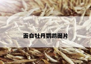 面白牡丹鹦鹉图片