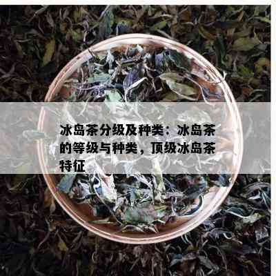 冰岛茶分级及种类：冰岛茶的等级与种类，顶级冰岛茶特征