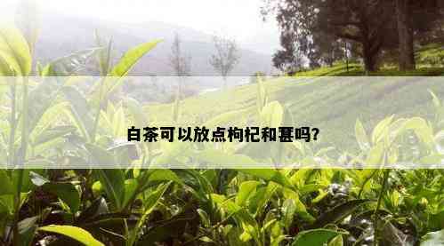 白茶可以放点枸杞和葚吗？