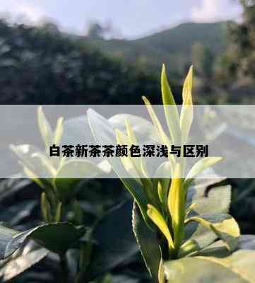 白茶新茶茶颜色深浅与区别