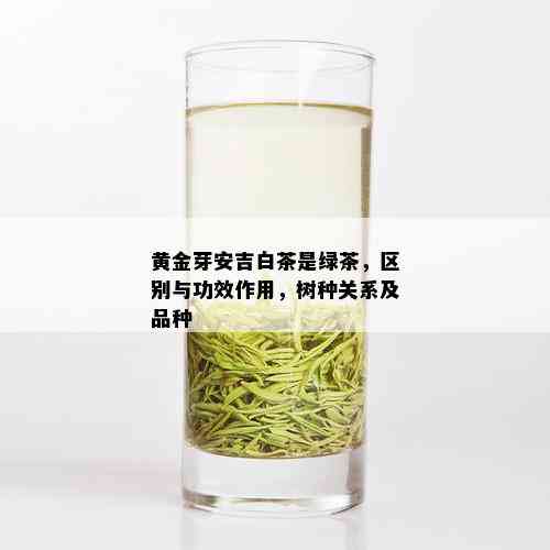 黄金芽安吉白茶是绿茶，区别与功效作用，树种关系及品种