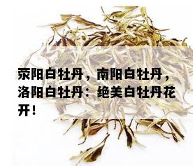 荥阳白牡丹，白牡丹，洛阳白牡丹：绝美白牡丹花开！