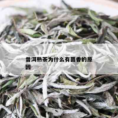 普洱熟茶为什么有菌香的原因