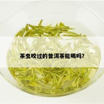 茶虫咬过的普洱茶能喝吗？